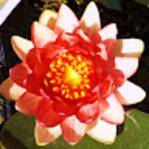 Meet your Posher, Robin